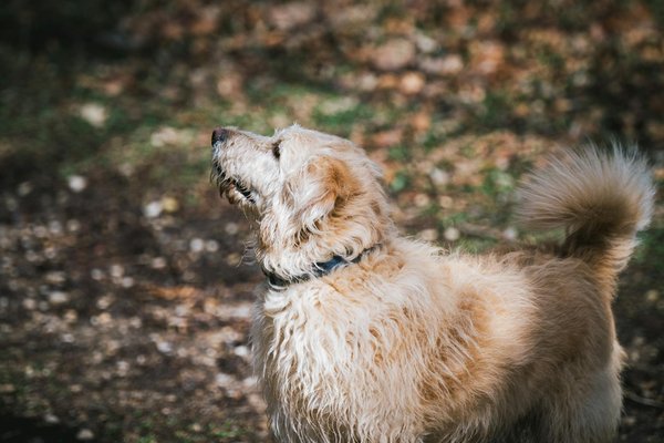 Comment les grenouilles s'adaptent-elles à la pollution de leur environnement aquatique?