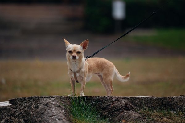 Comment les rhinocéros se défendent-ils contre les braconniers dans la savane?