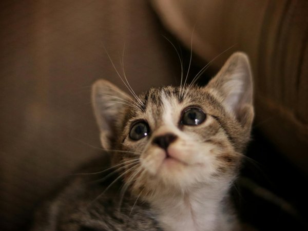 Les troubles de la vision chez le chat : causes et traitement