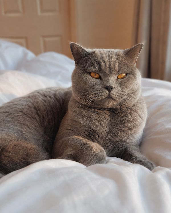 British Shorthair, appartement et enfants : un chat vraiment adapté ?