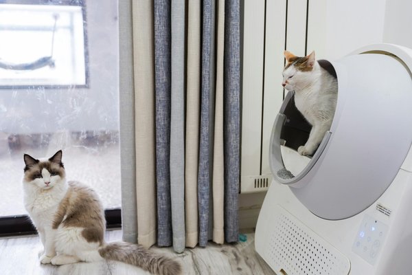 Litière automatique pour chat : un choix révolutionnaire !